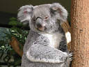 koala